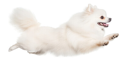 Obraz premium a fluffy white dog leaps joyfully in mid-air showcasing its play