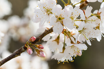 ソメイヨシノの開花