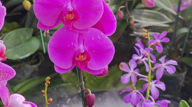 Purple orchids in full bloom