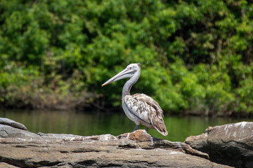 Close up shot of a spot billed pelican sitting on a rock