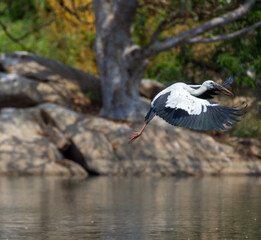 Close up photo of a asian open billed stork flying