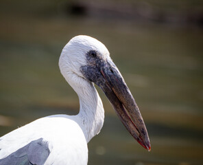 Close up photo of a asian open billed stork