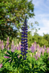 Macro photo of a lupine flower on a beautiful summer day