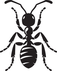 black ant isolated on white background