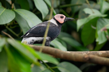 Coleto - Sarcops calvus, unique tropical starling from Southeast Asian forests and woodlands, Philippines.