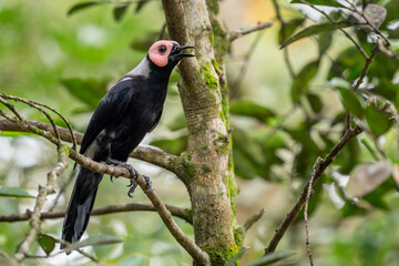 Coleto - Sarcops calvus, unique tropical starling from Southeast Asian forests and woodlands, Philippines.