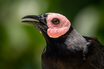 Coleto - Sarcops calvus, unique tropical starling from Southeast Asian forests and woodlands, Philippines.