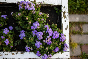Close up macro photo of beautiful flowers in the garden	
