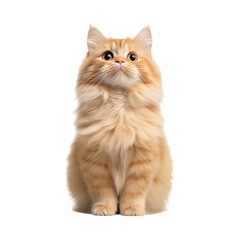 Fototapeta premium Fluffy orange cat sitting with curious expression, showcasing its beautiful fur and large eyes