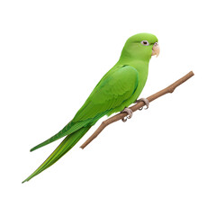 vibrant green parakeet perched on branch, showcasing its colorful feathers and lively demeanor