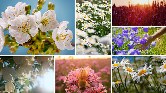 Multi Screen Nature Transition