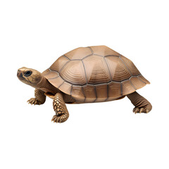 Obraz premium turtle walking slowly, showcasing its unique shell and texture, evokes sense of calmness