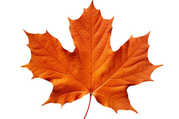 single orange maple leaf with multiple pointed lobes, autumn-inspired natural beauty and vibrant details png on transparent background