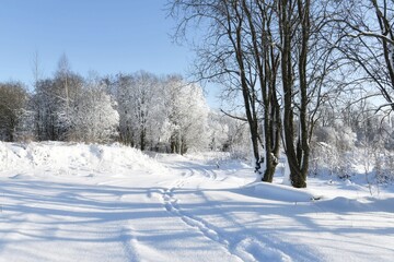 snow covered trees