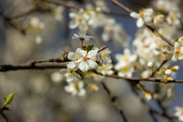 Blooming spring flowers on the tree branch. White small flowers with yellow. Blooming tree in early spring in march. Plums, apples, apricot, cherry and other blooming trees