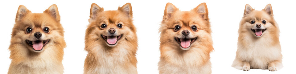 Fototapeta premium Closeup portraits of adorable fluffy pomeranian dogs with friendly smiling expressions against a plain white background