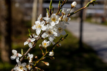 Blooming spring flowers on the tree branch. White small flowers with yellow. Blooming tree in early spring in march. Plums, apples, apricot, cherry and other blooming trees