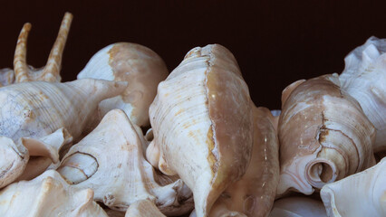 Large conch shells are displayed in a handicraft shop