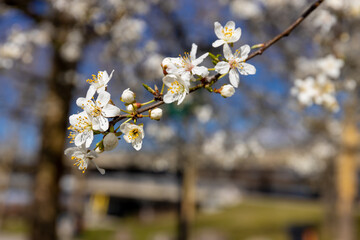 Blooming spring flowers on the tree branch. White small flowers with yellow. Blooming tree in early spring in march. Plums, apples, apricot, cherry and other blooming trees