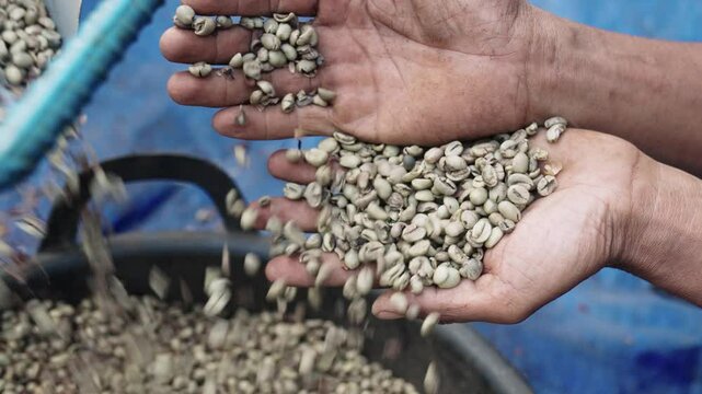 male hand dropping fresh raw robusta arabica coffee beans falling in a bucket full of coffee beans