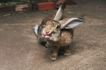 A small young brown rabbit on a farm