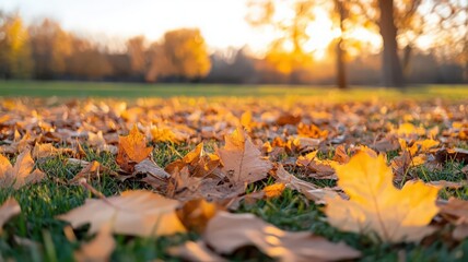 Golden Autumn Leaves on Green Grass in a Sunny Park
