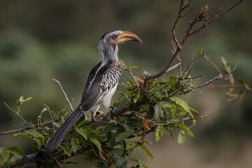 Southern yellow-billed hornbill on branch