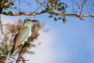 European roller close up with tree background