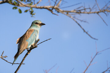 European roller bird closeup with blue sky background