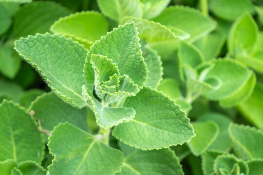 Indian borage (Plectranthus amboinicus), also known as Coleus amboinicus, is a versatile herb that can be used both as a culinary ingredient and as a medicinal herb in a vegetable and herb garden.