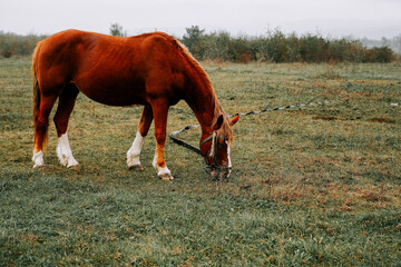 Obraz premium Brown horse grazing in a foggy field during early morning hours