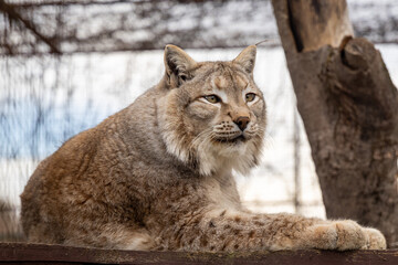 A lynx lying on a wooden surface. A tree trunk is visible in the background. The lynx's fur is covered in characteristic spots