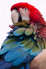 A close-up of a macaw. The head is covered in rich red feathers, and the body is decorated with multi-colored plumage with shades of green, blue and yellow. The background is light and blurred.