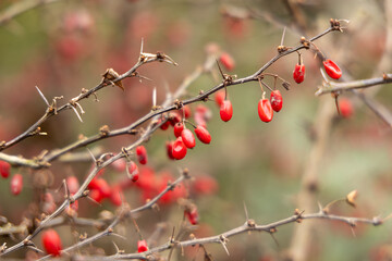 Red berries on thorny branches. Blurred green background in the background.