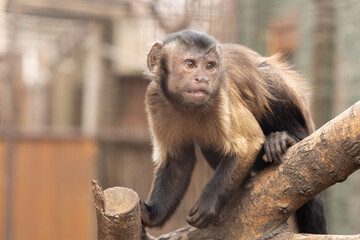 Monkey sitting on a tree branch
