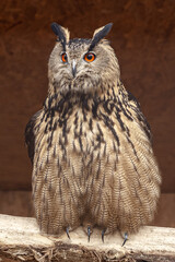 Owl close up. There he sits on the top, with bright orange eyes, expressive “ears” and detailed eyes in brown and black shades.