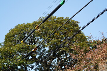 電線と共存している都心にある大きな木