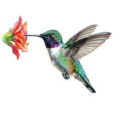 Hummingbird's Nectar Feast: A vibrant watercolor illustration captures a hummingbird gracefully hovering, its beak delicately probing a bright red flower for nectar.