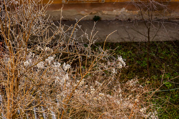 Winter forest landscape. Frost and ice on the trees branch. White snow covers the trees in the forest near a small village in the mountains