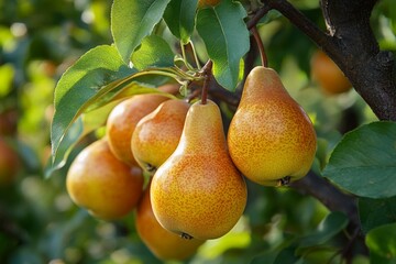 Fresh ripe pears hanging from a tree branch in a sunny orchard during the harvest season