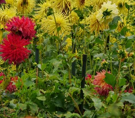 Dahlia plants in full bloom, tied to a sticks so that the plants does not collapse, blurred for- and background, pretty yellow, green, dark red contrast. Ideal as a background