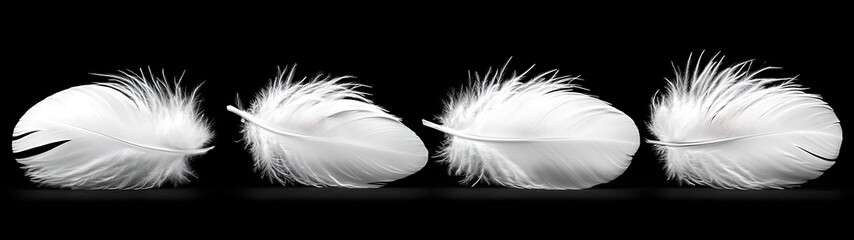 White Feathers on Black Background