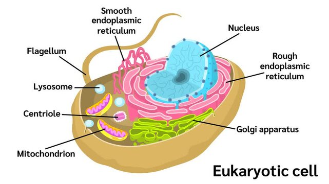 The endomembrane system of a eukaryotic cell