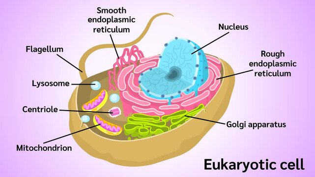 The endomembrane system of a eukaryotic cell