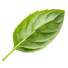 Obraz premium Fresh Sweet Basil Leaf PNG