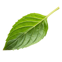 Obraz premium Fresh Thai Basil Leaf PNG