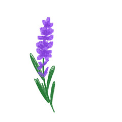 Obraz premium lavender flowers isolated on white background