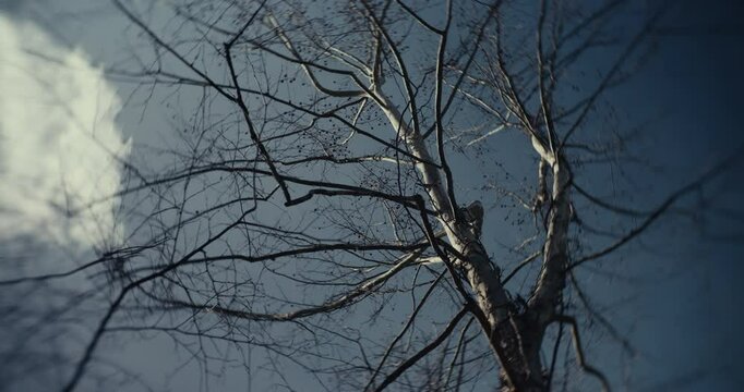 Mangled dead trees in a cold ominous forest 