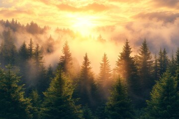 Naklejka premium Majestic sunrise over a misty forest landscape with dense pine trees and glowing sunlight