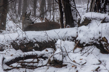 Deer in winter forest searching for food among the snow. Wild deers, mammal animals in the wild nature surviving in their natural environment in winter. Deer in the forest of Europe, Romania